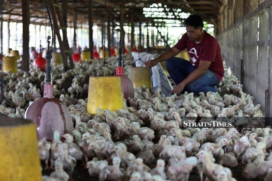 Brazil’s government said on Monday that four additional poultry plants have been cleared to sell halal products to Malaysia, a move it hopes will allow exports to the Asian country to double when compared to last year’s levels. NSTP/ GHAZALI KORI 