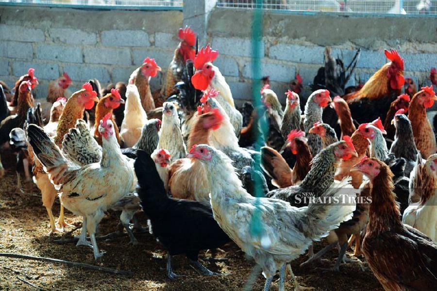 The Malaysian Federation of Livestock Farmers' Association (FLFAM) says the supply of broiler chickens and eggs were stable and expected to meet Malaysian consumer demands. - NSTP file pic