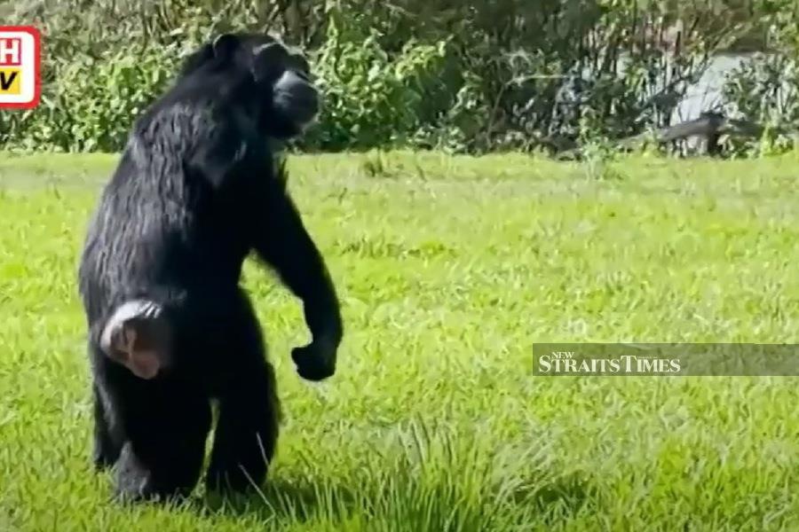 Rescued chimpanzee sees open sky for first time after 28 years in cage