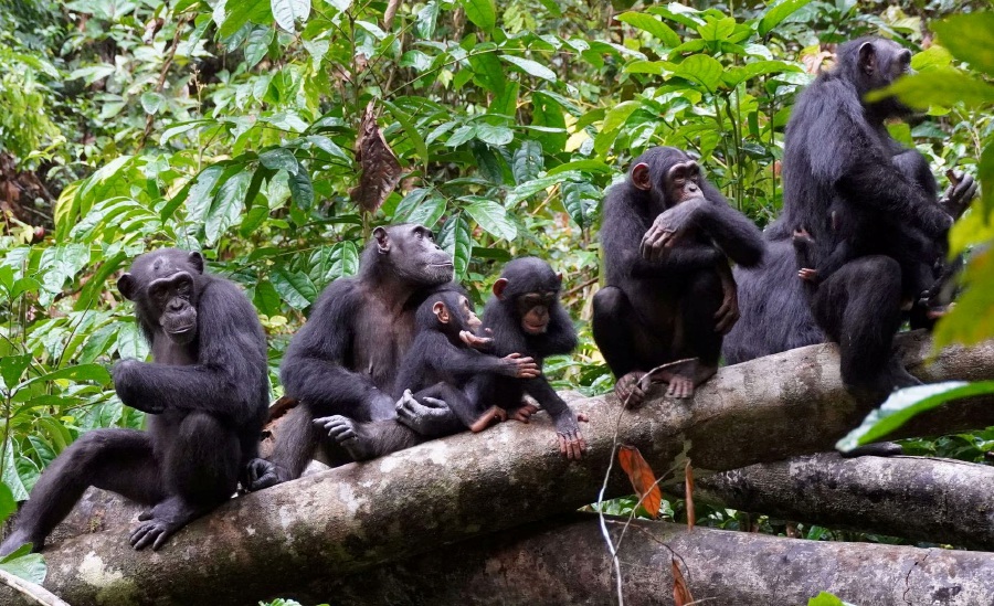 “Chimpanzees compete for space, which encompasses food resources. Large territories are beneficial as it reduces within-group competition, and female reproductive rates are increased in larger territories,” Lemoine said. - Reuters pic