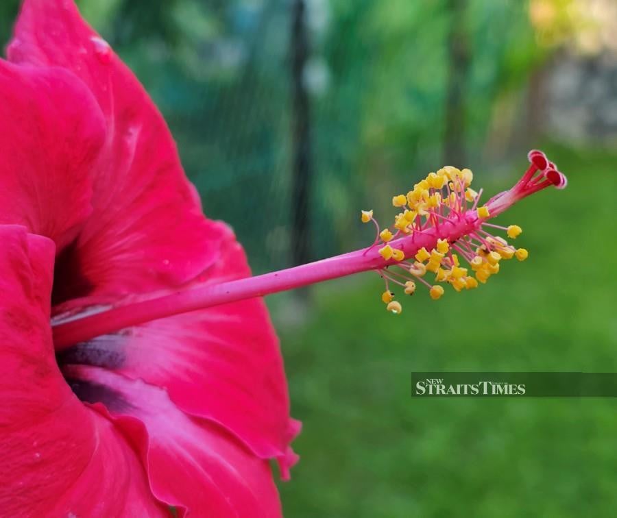 A detailed close-up view of a hibiscus.