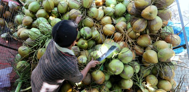 Kedah coconut plucker nearly strangled by rope as 