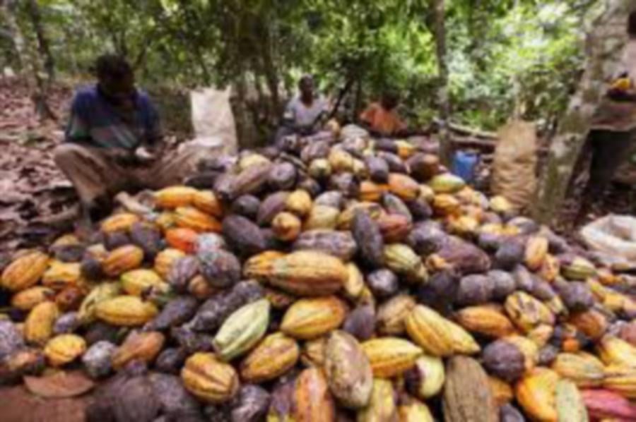 Though cocoa prices on the financial markets have soared, the rise is benefiting cocoa growers, bean processors, speculators and chocolatiers in unequal measure.