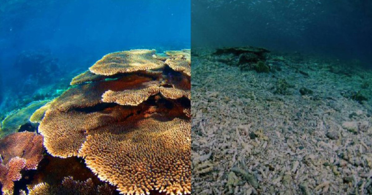 Fruitful results following 100-people coral restoration project off Tun ...