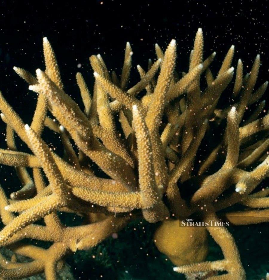 Male and female corals release their reproductive cells, called gametes, into the water, which then combine to form larvae, which will then float until they find a hard surface to attach to and grow into new coral colonies. JAMES TAN