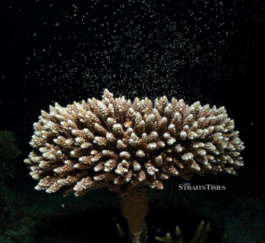 Coral spawning is the synchronised phenomenon typically occuring once a year and around full moon, often influenced by environmental triggers such as water temperature and lunar cycles causing corals to release eggs and sperms into water. JAMES TAN
