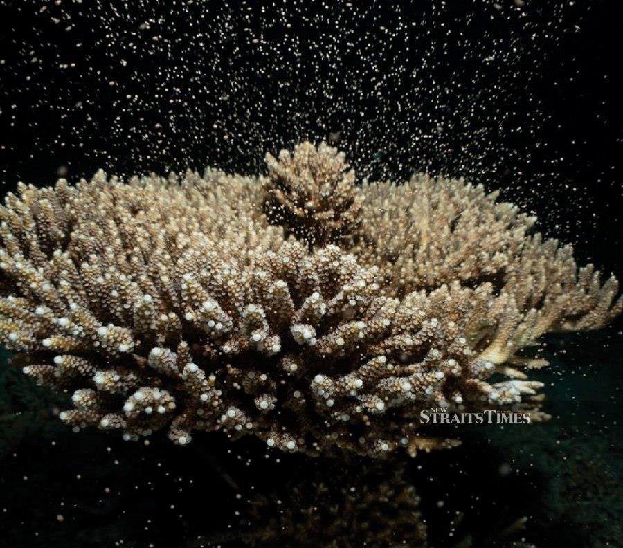 This marked the first large-scale seeding in Malaysia, aiming to restore and enhance the local coral reef ecosystem. JAMES TAN
