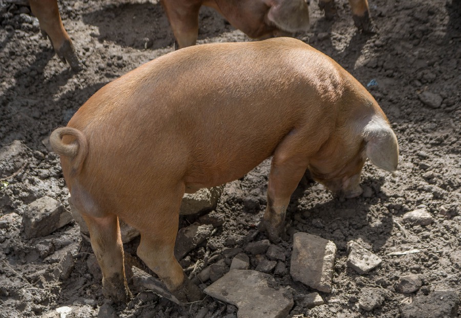 African Swine Fever Outbreak In Philippines Worsens