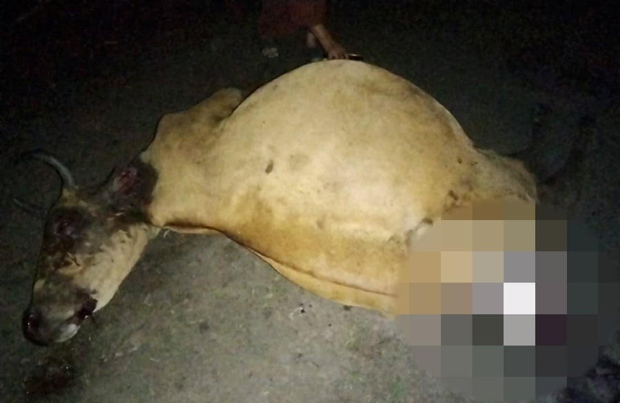 The Kedah Department of Wildlife and National Parks (Perhilitan) says a pregnant cow found dead in Kampung Bukit Lanjut Pendang here last night was not attacked by a tiger but most likely by wild dogs. - NSTP/courtesy of Civil Defenc Force