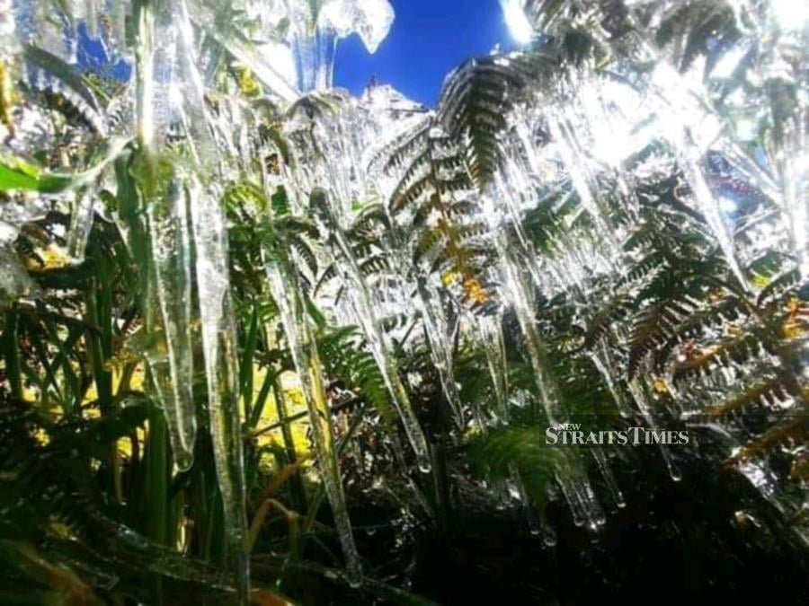Climbers on Mount Kinabalu are being greeted by the sight of a ‘crystal forest’, as plants and trees in the Panalaban area here have become encased in ice after temperatures dropped to -2 degrees Celsius. - NSTP/courtesy of Suhaimi Danin