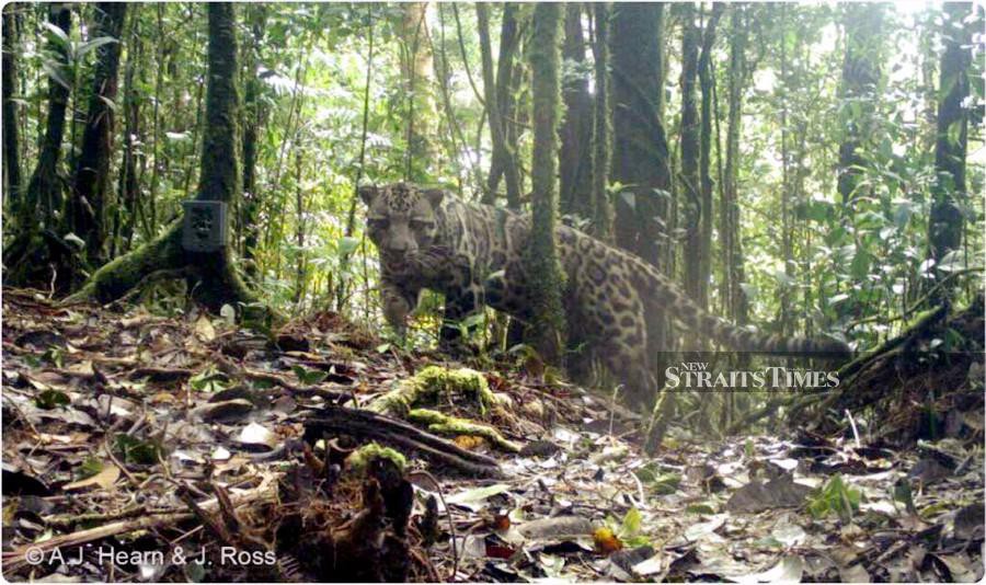 Sabah judiciary gets new guidelines for wildlife crime ...