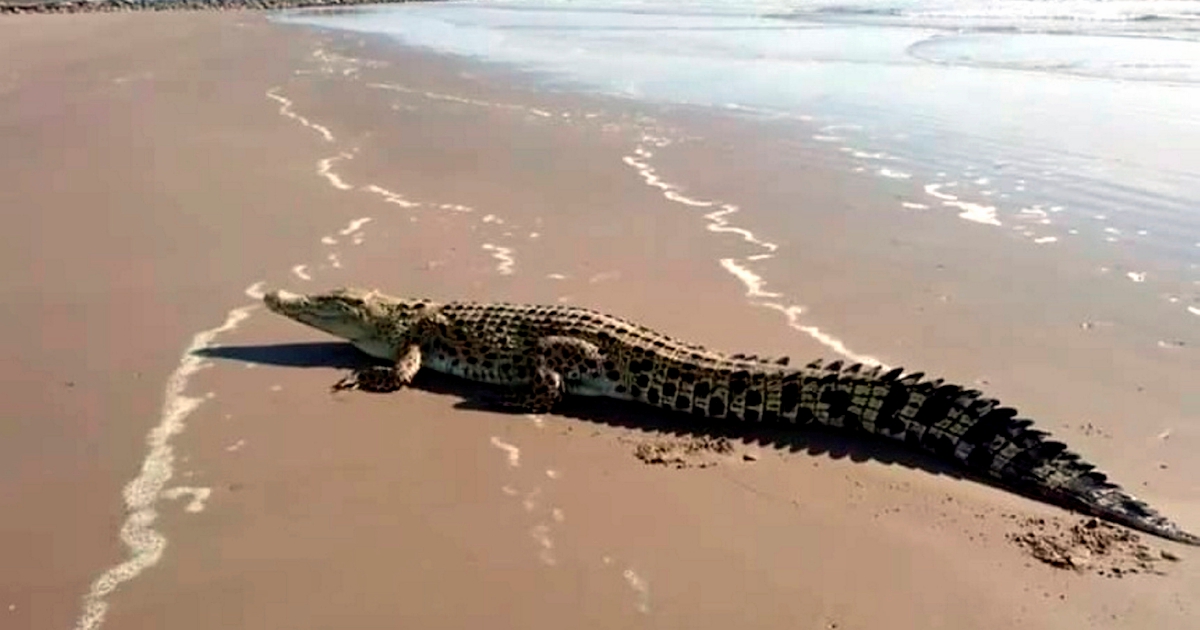 Wildlife Dept traps 300kg croc in Tawau