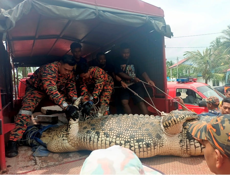 Authorities pulling the salwater crocodile onto a truck to be transported to another location. -- BERNAMA PIC