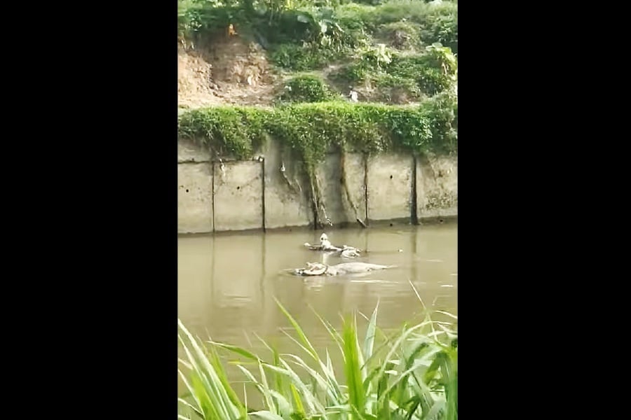 The reptile is believed to have entered the river from a nearby location in Puchong. A motorist, driving along the stretch, captured a 25-second video of the crocodile, which has since gone viral after being posted in the Discover Subang Jaya group on Facebook. - Screenshot from FB