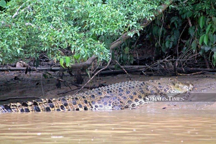 A 15-year-old boy was snatched by a crocodile while he was fishing with a friend at a river in Samariang today. - NSTP file [pic (For illustration purposes only)