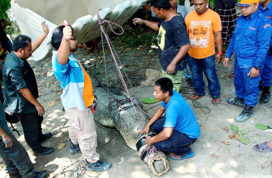 Massive 14-foot crocodile caught in Kuala Juru, Penang ...