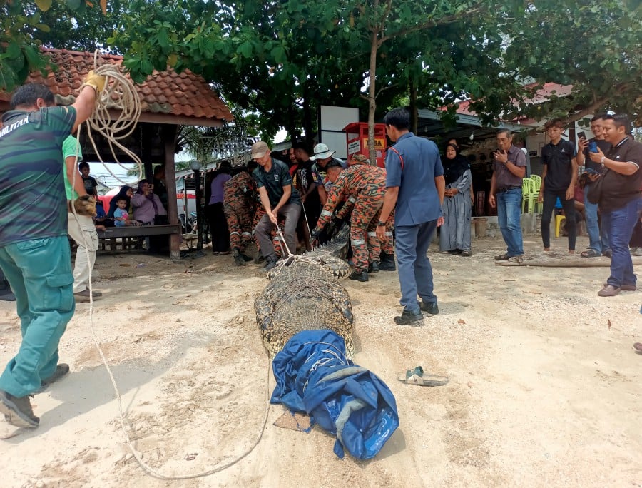 Firemen and Perhilitan personnel with the 4.5 metre long salwater crocodile captured at Pantai Siring today. -- BERNAMA PIC