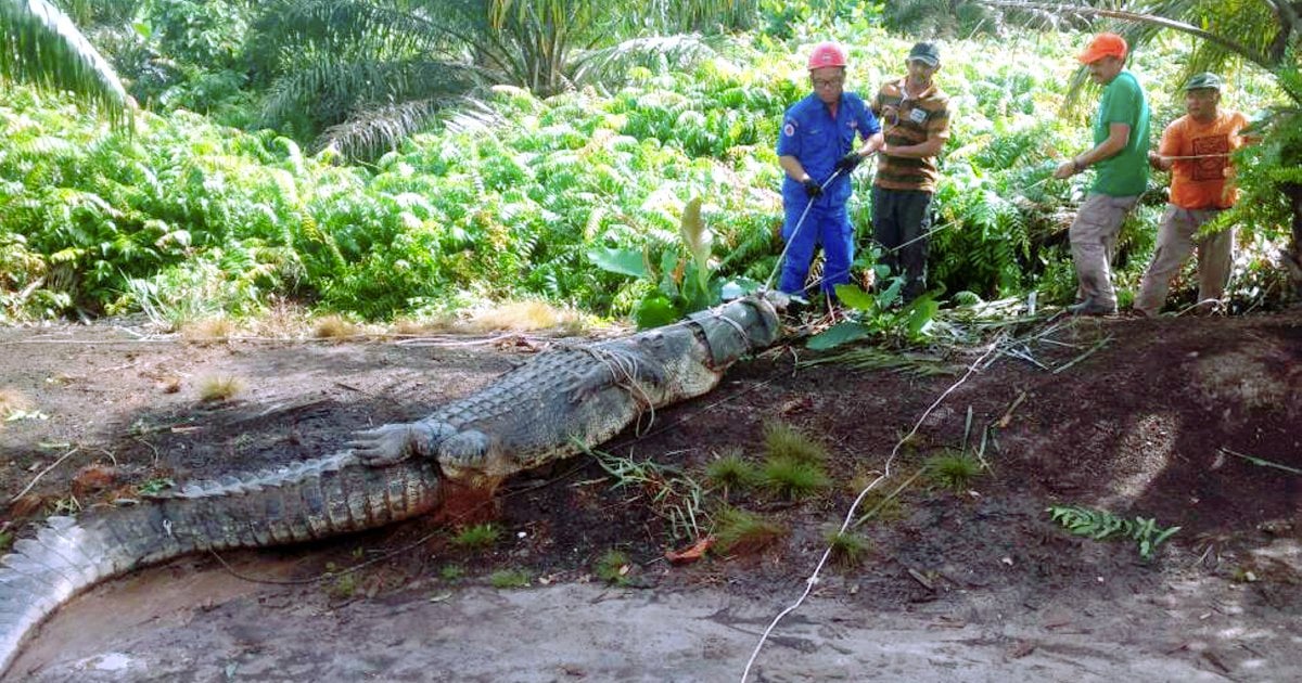 Gigantic crocodile weighing 300kg caught in Miri | New Straits Times