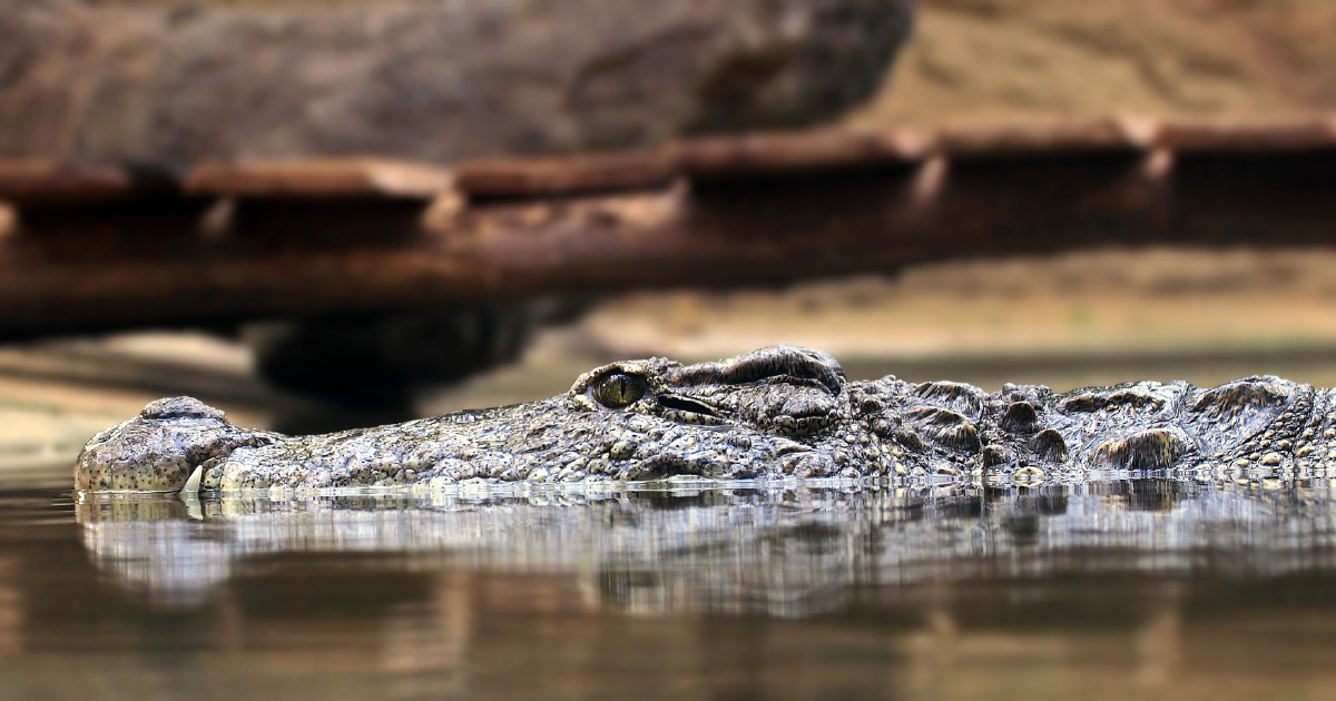 DIGGING DITCHES - FEEDING CROCODILES