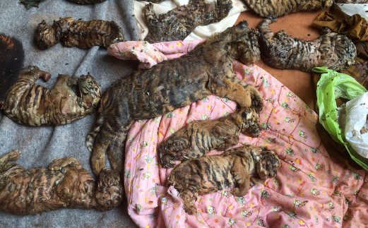 Dozens of frozen tiger cubs discovered at Thai temple 