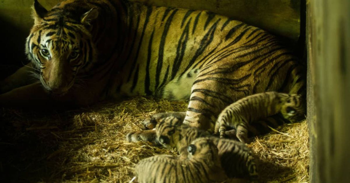 Wildlife Safari welcomes tiger cubs, Business