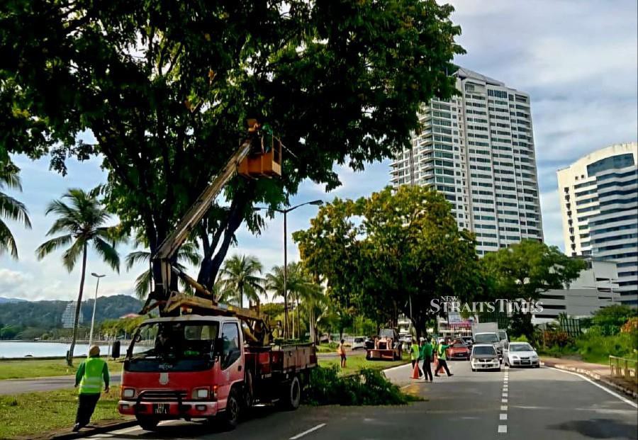 Mature trees given serious attention in Kota Kinabalu to avoid falling ...