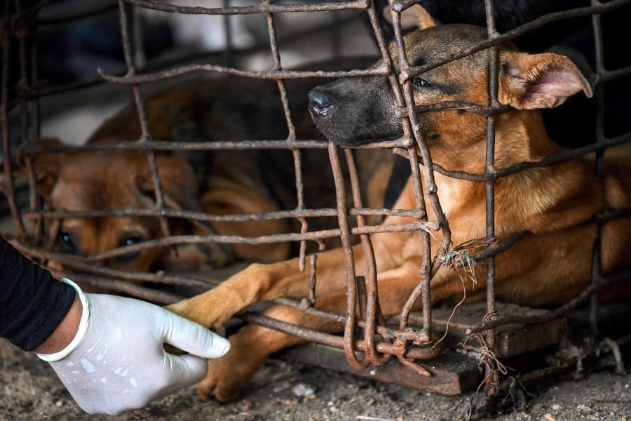 Vietnam passes law to curb cruelty to animals