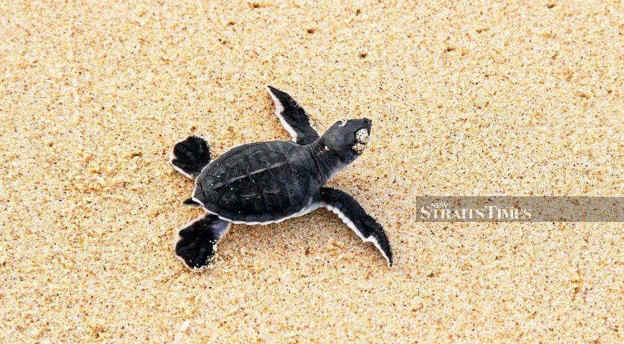 A baby green turtle taking its first steps down to the golden sand of Pantai Cherating.