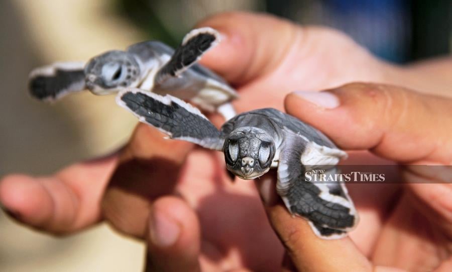 Green turtles babies are about to be released from Talang Satang National Park, Sarawak.