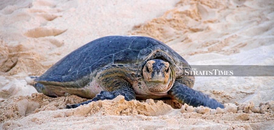 A green Turtle returning to the water after laying eggs on the island.