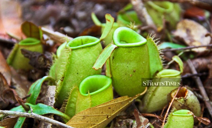 Pitcher plants thrive in nutrient-poor soils of the Kerangas Forest.