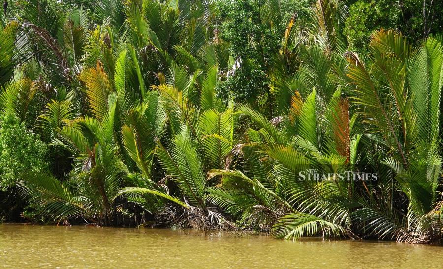 The banks of Sungai Kinabatangan is covered by nipa palm forest.
