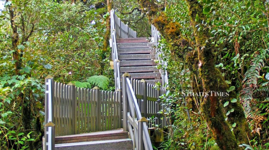The boardwalk of Gunung Brinchang in Cameron Highlands is to help protect the Mossy Forest.