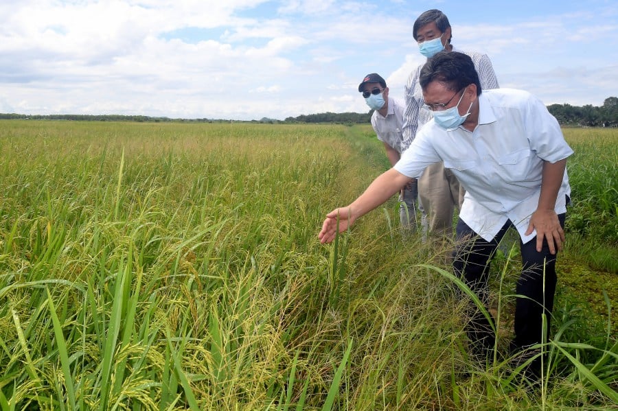 Sabah Chief Minister Datuk Seri Mohd Shafie Apdal (right) visits a paddy field in Terusan Sapi. Also present is State Agriculture and Food Industry minister Datuk Junz Wong (left) and Economic advisor to CM Datuk Yap Yun Fook. - BERNAMA pic