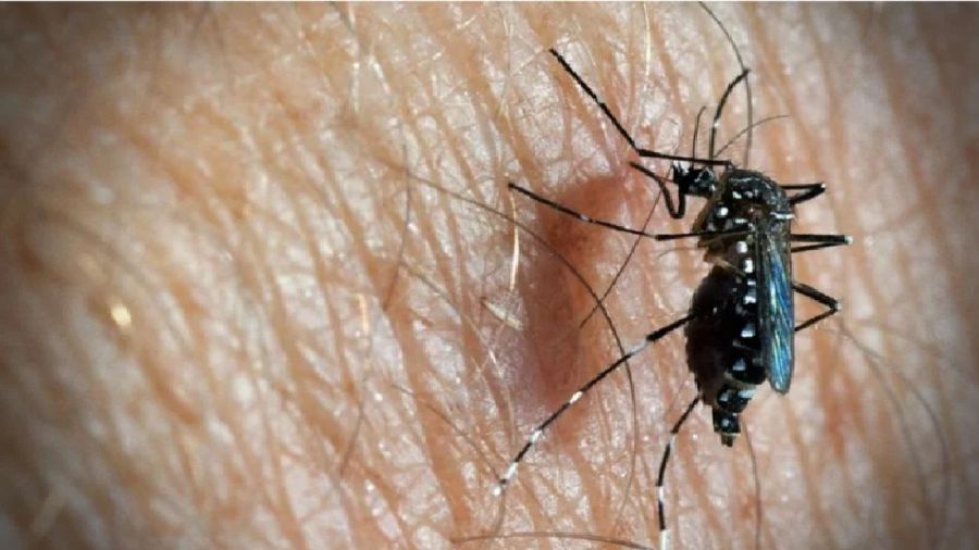 The number of dengue fever cases dropped to 2,508 in the 23rd Epidemiological Week (ME23) from June 2 to 8, compared to 2,522 cases the previous week. - File pic