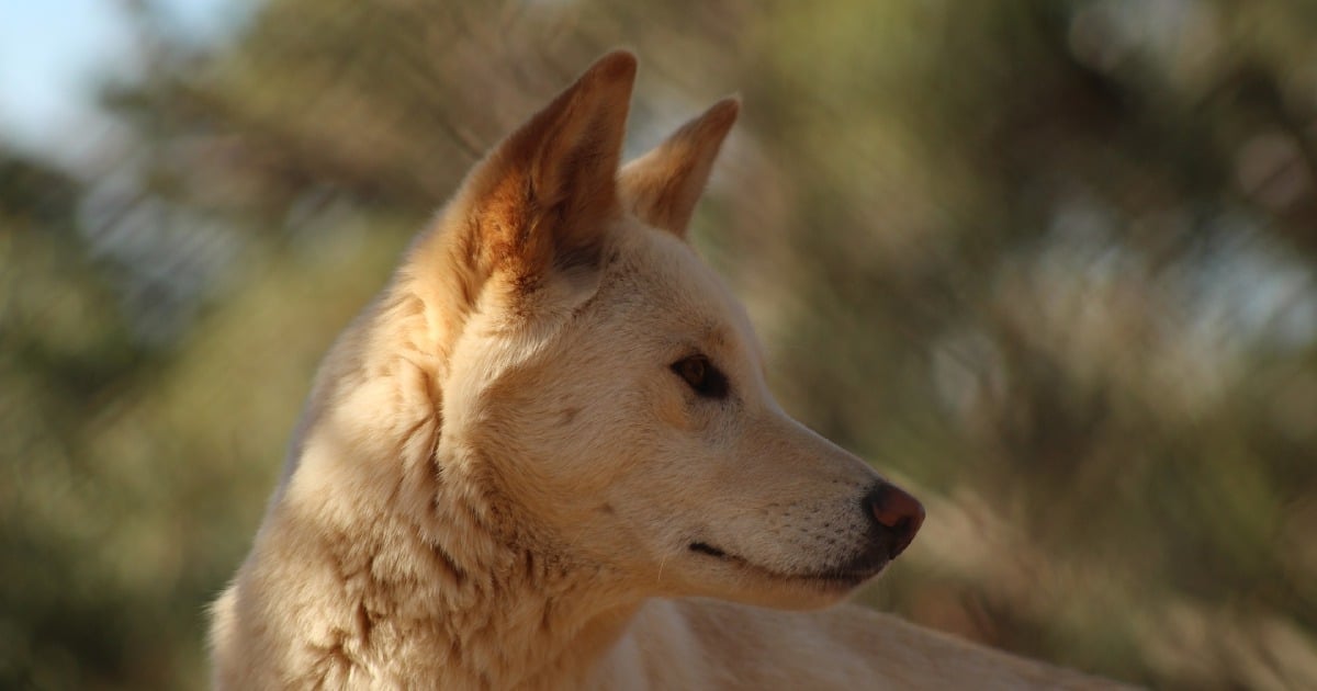 Dingo - The Australian Museum