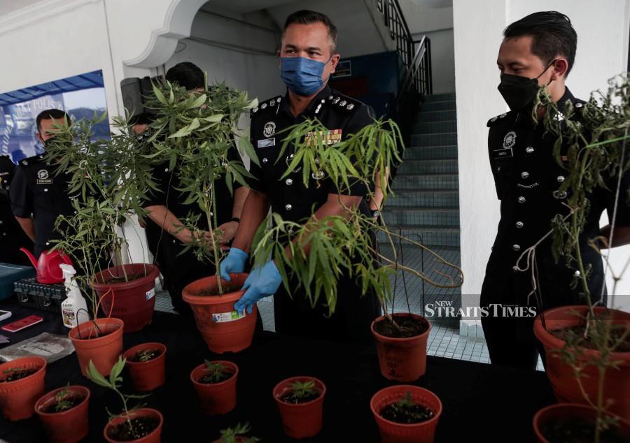 Singer Composer Suspected Of Cultivating Ganja Plants Remanded For Seven Days