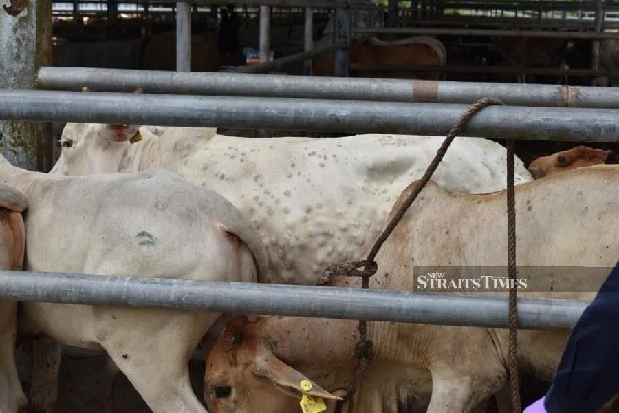 This June 2 pic shows cattle imported from Thailand infected with the lumpy skin disease (LSD). - Pic courtesy of Maqis.