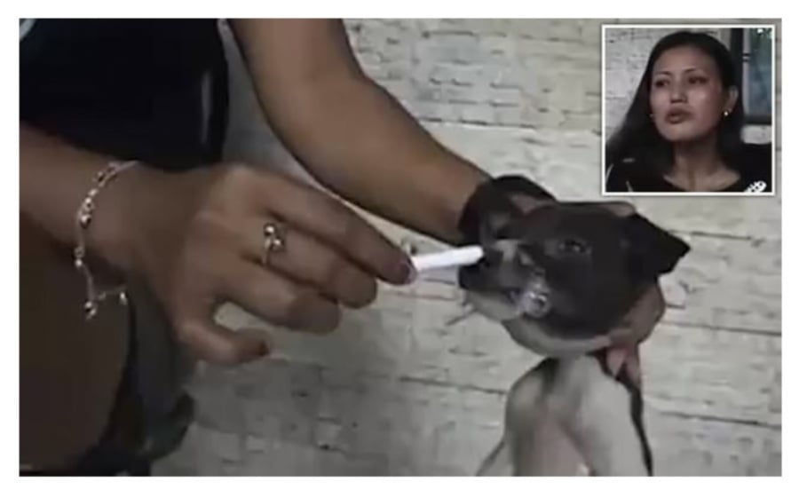 Asian woman stubs out cigarette on tied-up puppy in 'animal torture fetish'  video