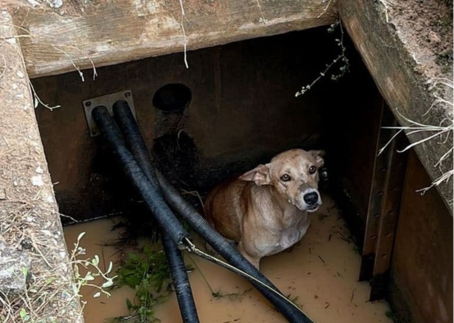 Telekom Malaysia Technicians Rescue Man S Best Friend