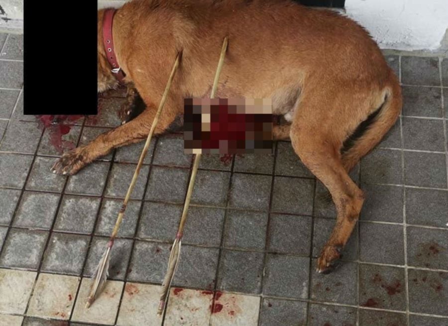 Dog found dead with arrows sticking out of body | New Straits Times - Does The Dog Die Only Murders In The Building