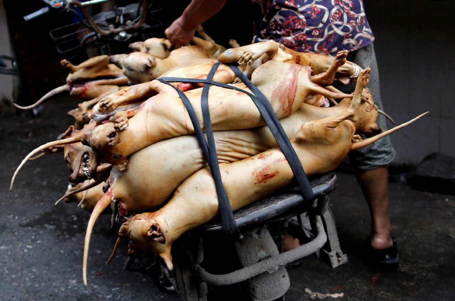 Home of China's dog meat festival defiant amid outcry | New Straits Times