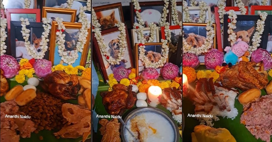 A dog lover, Ananthi Naidu shared a video on her Tik Tok @ananthinaidu about a special altar that she made for her furry companions that have passed away.- Pic credit TikTok @ananthinaidu