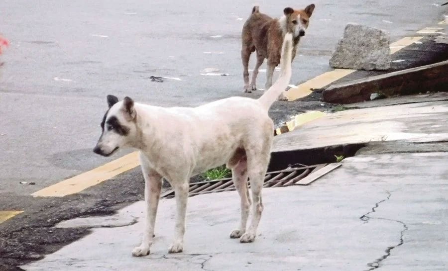 Animal welfare advocate Tan Sri Lee Lam Thye has warned that killing stray dogs offers a temporary solution and leads to an environment that lacks compassion within local communities. - NSTP file pic