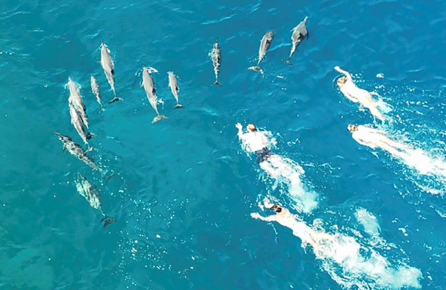 In this photo provided by the Hawaii Department of Land and Natural Resources, swimmers swim after spinner dolphins in Honanau Bay, Hawaii. Hawaii authorities say they have referred 33 people to U.S. law enforcement after the group allegedly harassed a pod of wild dolphins in waters off the Big Island. (Hawaii Department of Land and Natural Resources via AP)