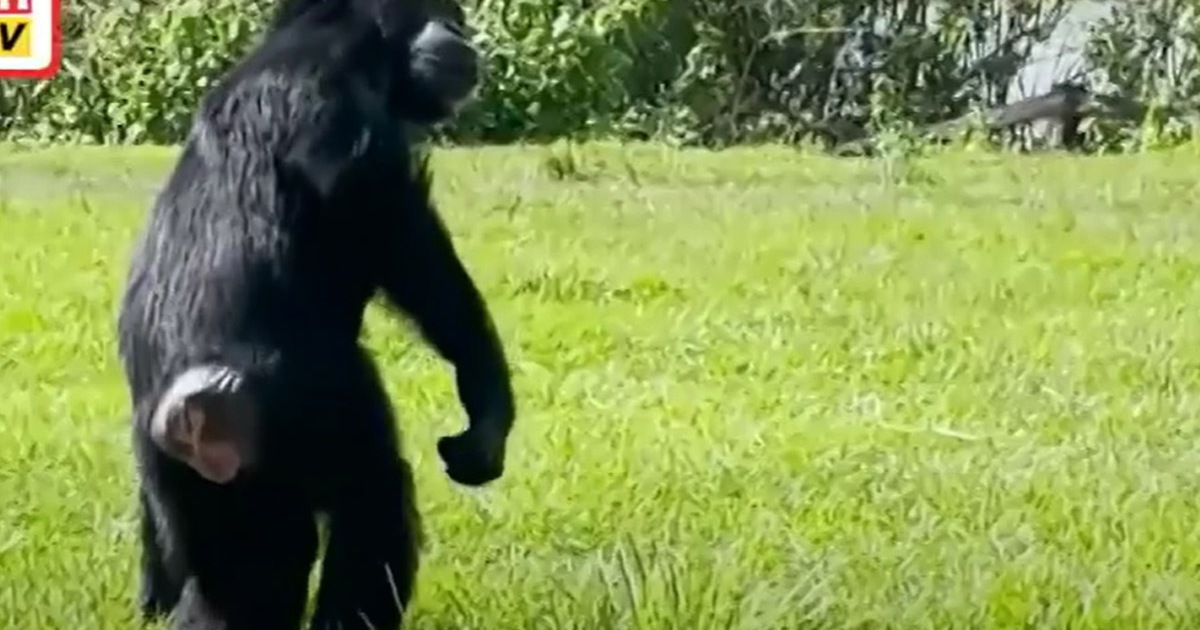 Rescued chimpanzee sees open sky for first time after 28 years in cage ...