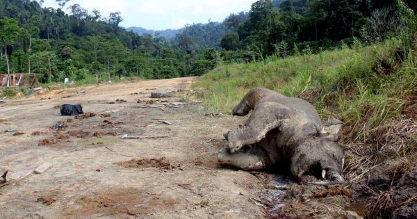 Juvenile elephant with severe crack on skull found dead in Kuamut ...