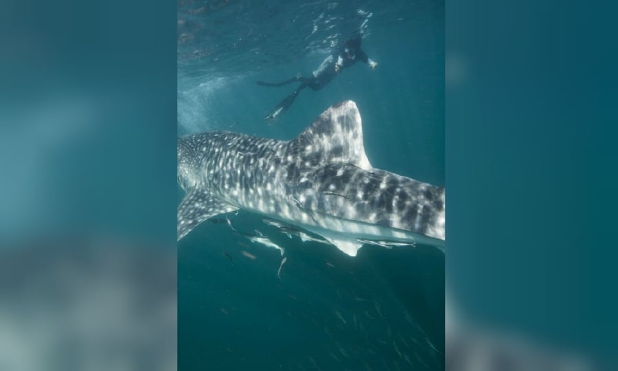 This 4.5m long juvenile male whale shark,  MY-065, was first identified by the team from UMS off Gaya Island, KK on 13 March 2020. - Pic courtesy of Scuba Junkies