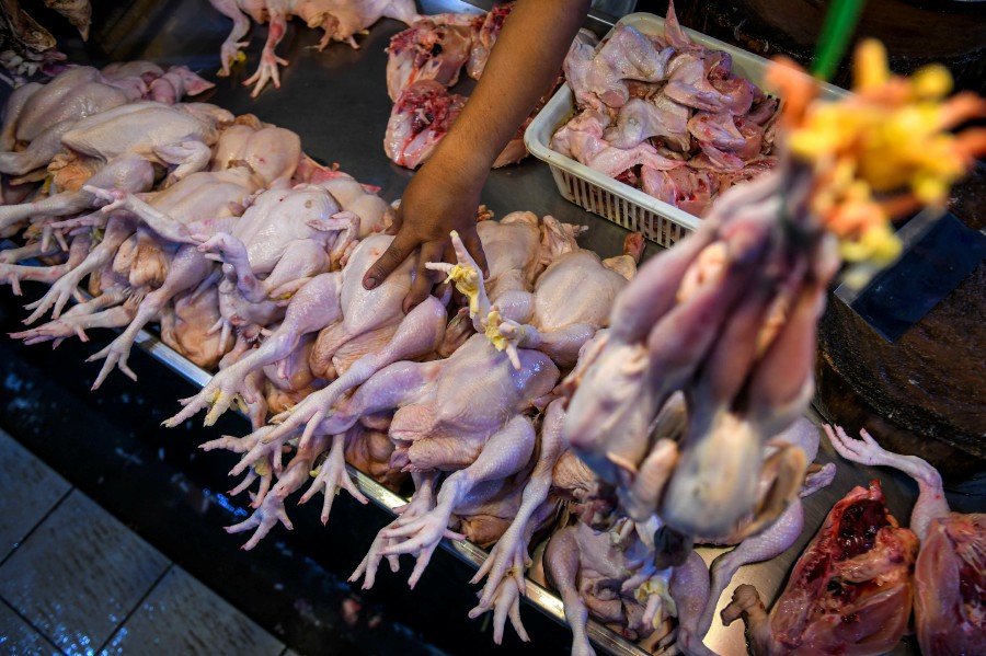 A chicken trader prepares an order for a customer at the Pasar Chabang Tiga in Kuala Terengganu. - BERNAMA PIC