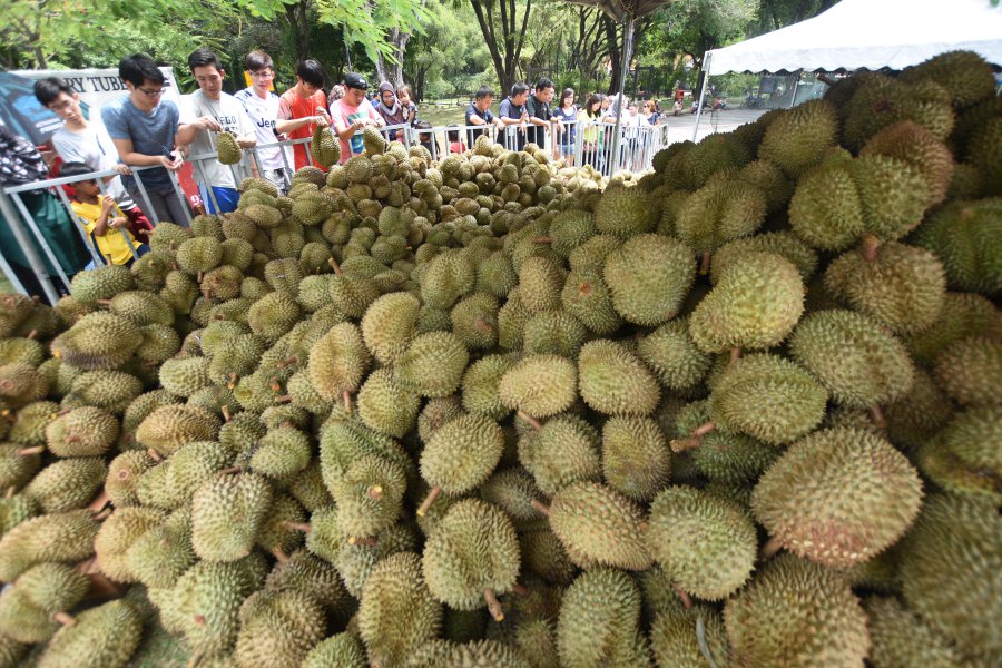 Durian fans bitter over durian festival bungle | New Straits Times
